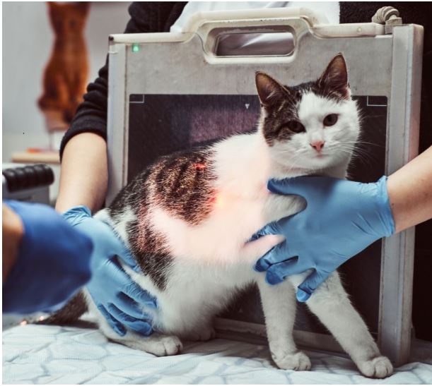 Curso de acreditaci&oacute;n para dirigir instalaciones de radiodiagn&oacute;stico veterinario 2026