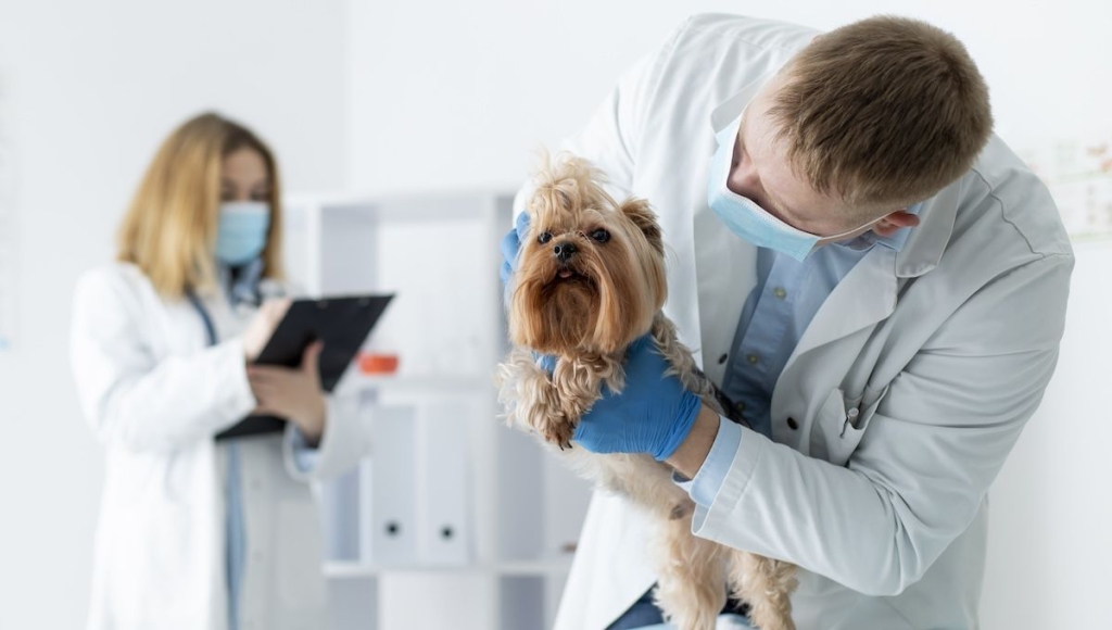 LA INTELIGENCIA ARTIFICIAL LLEGA A LA VETERINARIA: EL COLEGIO DE ALICANTE DIFUNDE LOS PRINCIPIOS PARA SU USO ÉTICO