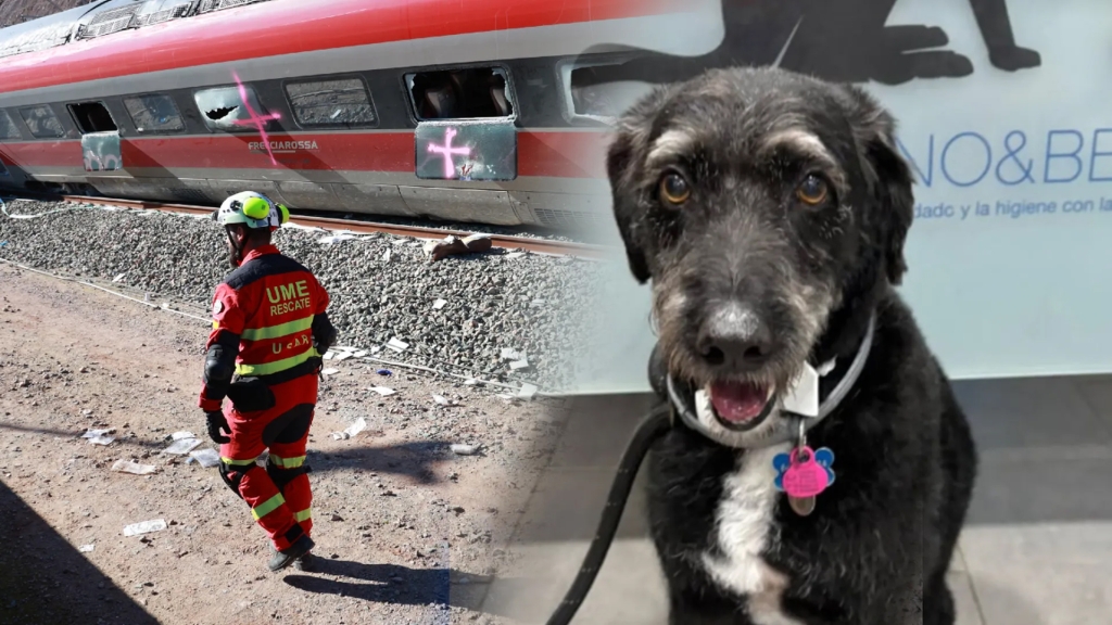 Icoval reclama un protocolo nacional de rescate animal tras el caso de Boro