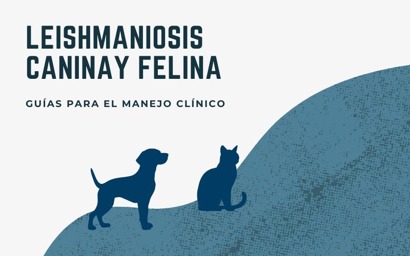 ICOVAL difunde las nuevas guías nacionales para el manejo clínico de la leishmaniosis en perros y gatos