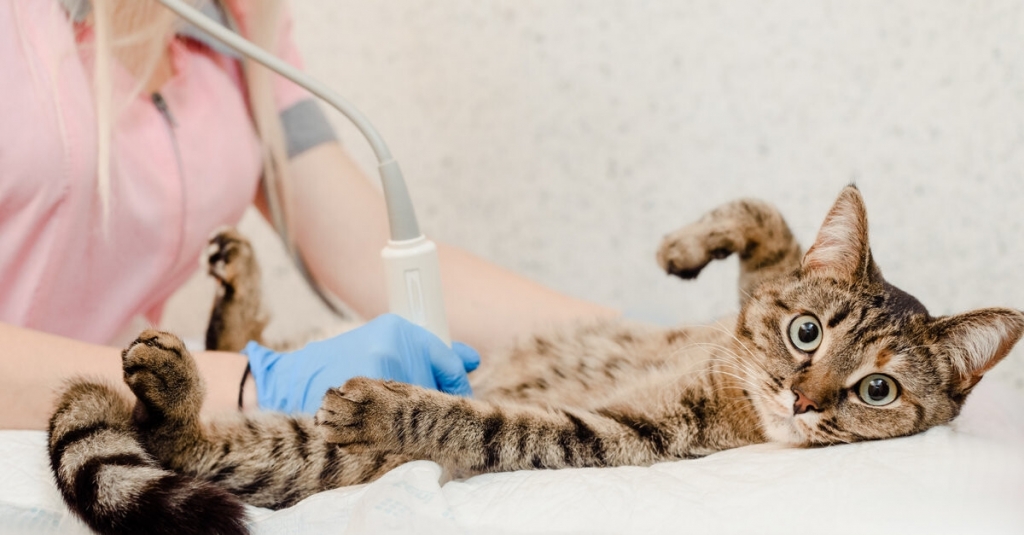 La Diputación de Alicante mantiene por séptimo año la dotación para la campaña de esterilización felina