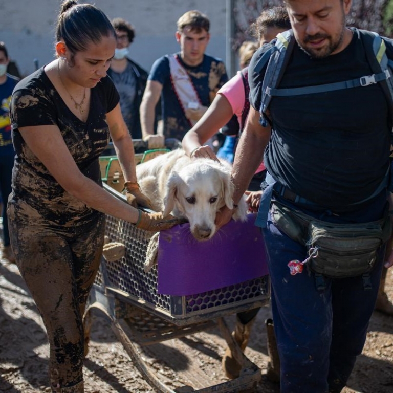 Fango, agua estancada, basura orgánica en calles y ratas, condiciones para la Leptospira