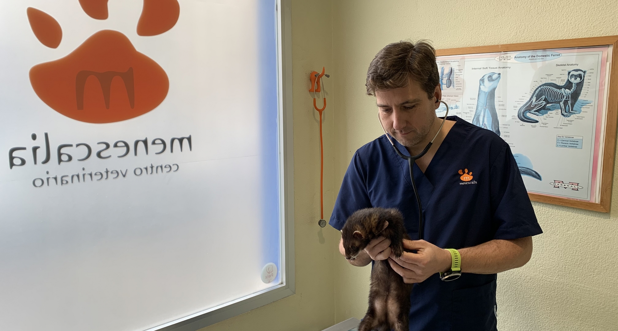 Un veterinario valenciano confirma el primer caso de leishmaniosis en un hurón doméstico