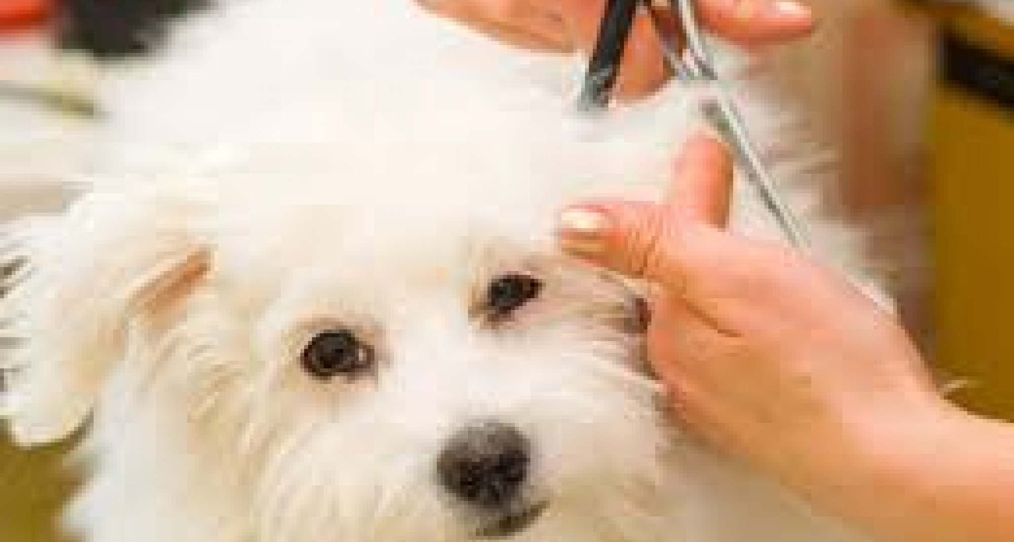 Sanidad responde que sólo pueden abrir las peluquerías caninas si el servicio se presta dentro de un centro veterinario