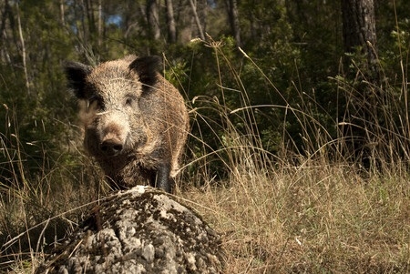 El CVCV alega al nuevo decreto para facilitar la salida de carne de caza de jabalí