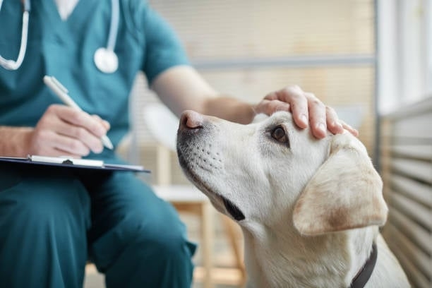 ICOVAL informa sobre las nuevas obligaciones en la prescripción de antibióticos en clínica de pequeños animales