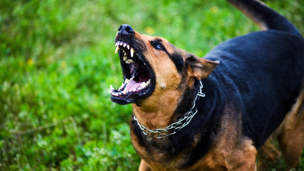 ICOVAL recuerda la obligatoriedad de la vacuna antirrábica en la Comunidad Valenciana tras confirmarse un caso positivo de rabia en un perro en Ceuta