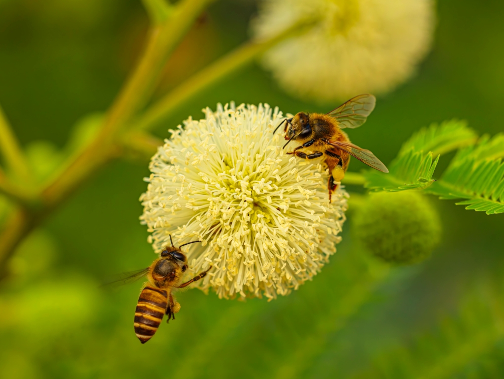 El Colegio Oficial de Veterinarios de Alicante se suma al Día Mundial de las Abejas destacando su importancia para la biodiversidad