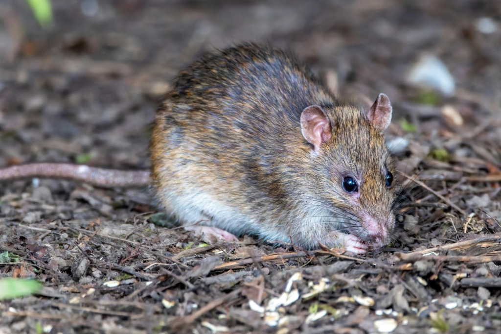 Hantavirus: qué es, cómo se transmite y cuál es el riesgo real