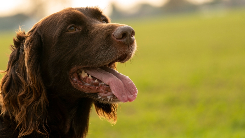El Colegio Oficial de Veterinarios de Alicante recuerda cómo prevenir un golpe de calor en perros ante las altas temperaturas