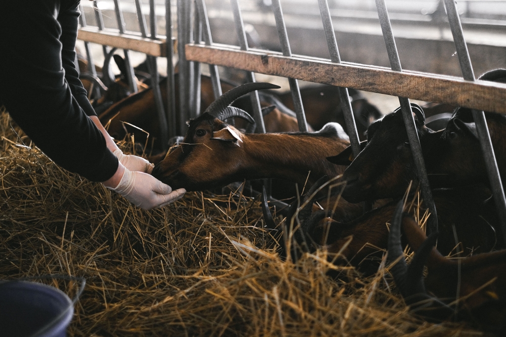 La veterinaria, primera línea de defensa frente a las zoonosis