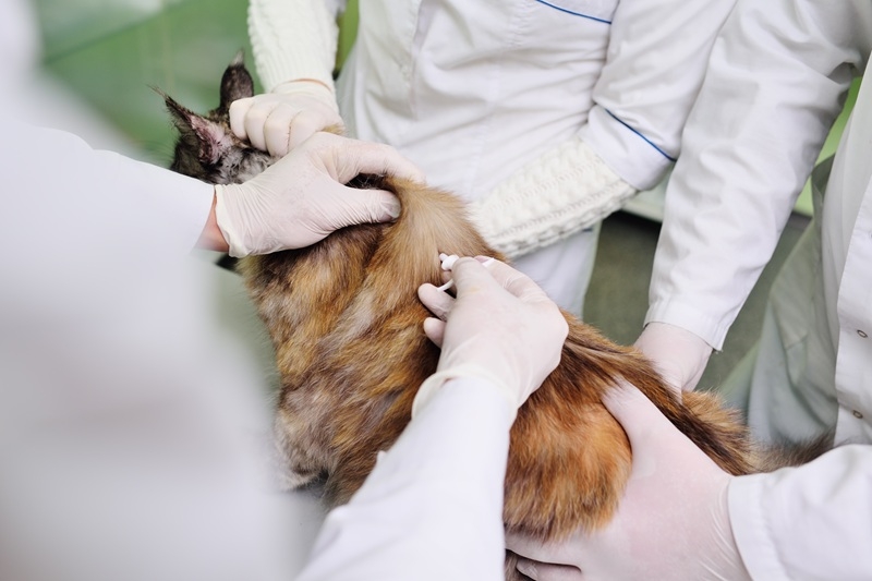 El RIVIA implementa mejoras para dar de alta a gatos de colonias felinas