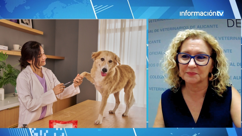 Juana Molina Rivas, presidenta del Colegio de Veterinarios de Alicante, destaca en Información TV la importancia de la prevención de las zoonosis