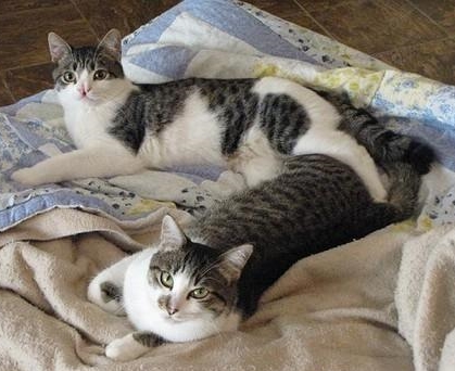 Dos gatos en un mismo hogar