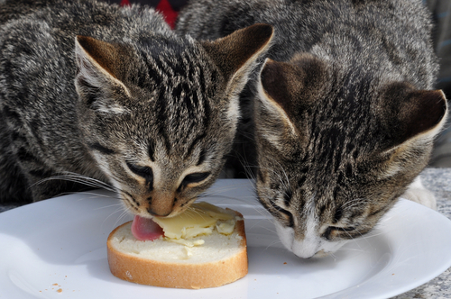 Características de la nutrición en felinos