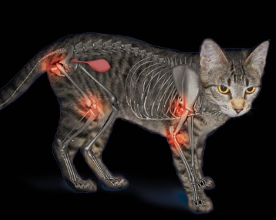 Osteoartrosis en gatos