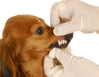 Odontología: la importancia de la higiene dental