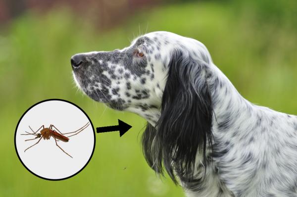 Mosquitos, un verdadero peligro para nuestras mascotas